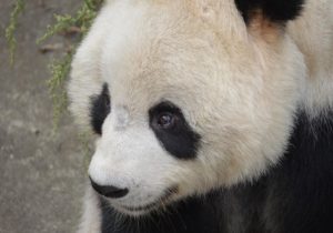 Un panda primit de Taiwan de la China a murit. Fusese dăruit în 2008, când relațiile bilaterale erau mai bune