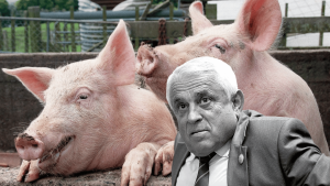 Incompetența ministrului Agriculturii: România importă 80% din necesarul de carne porc – 60m.ro