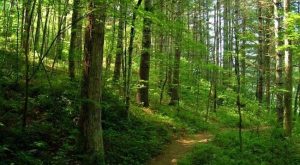 Cum mafia internațională a retrocedat cu acte false satul Nadaș din Ardeal folosind judecători și notari – 4media.info