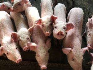 România importă 80% din carnea de porc. Fermierii români nu mai au voie să crească animale datorită „gripei porcine” – 4media.info