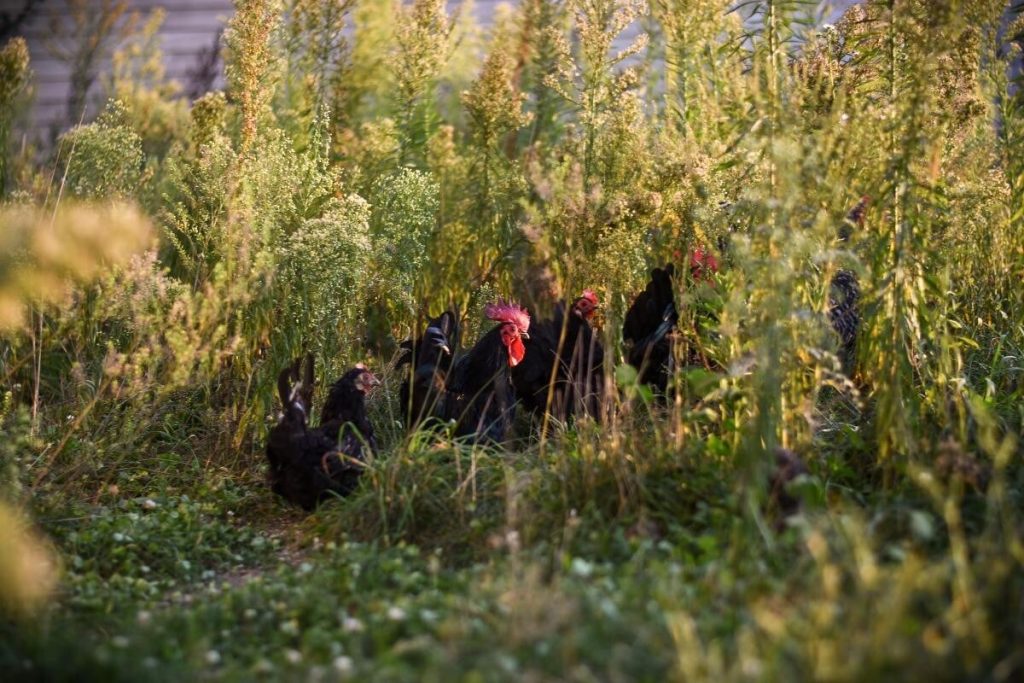 Gripa aviară: 50 de milioane de păsări au fost sacrificate într-un an