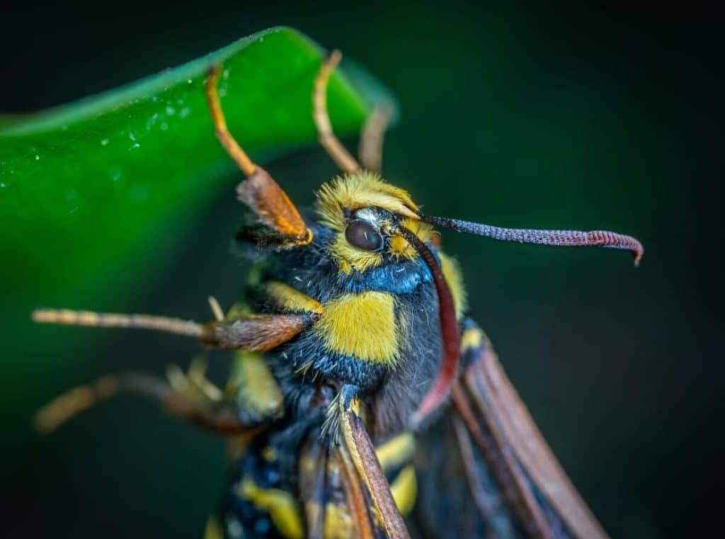Corectitudinea politică a ajuns și în știință. Ce insecte sunt redenumite