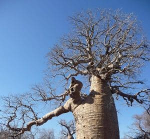 Misiunea vieții pentru un senegalez: Vrea să planteze 5 milioane de copaci în 5 ani