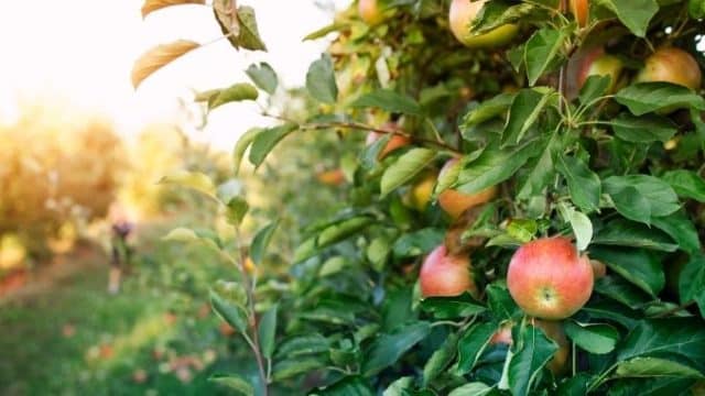 Importăm aproape 40% din merele pe care la consumăm, asta deși avem livezi În România – 4media.info