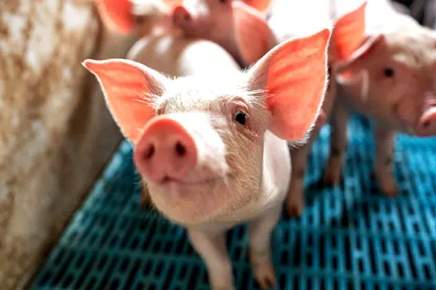 România importă 80% din carnea de porc dar și 80% din porcușori – 4media.info