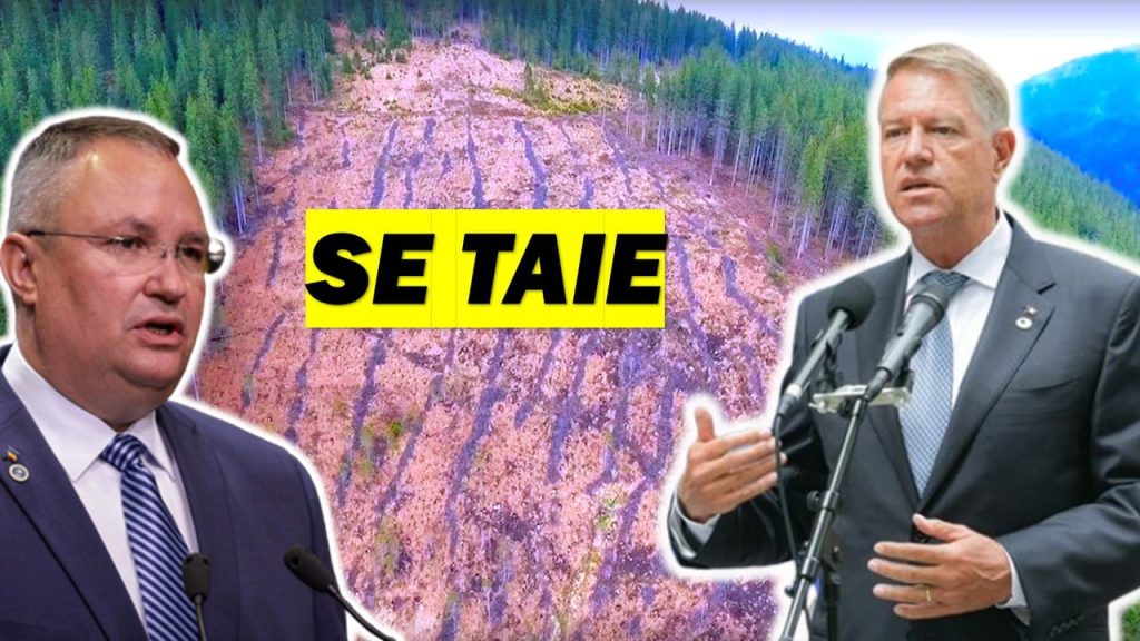 AUR a descoperit mai multe transporturi ilegale de lemn către fabricile austriece din Sebeș și Rădăuți. Poliția a fost sesizată – 4media.info