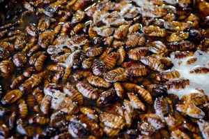 Polonia avertizează că mâncarea din insecte promovată în UE va afecta agricultura. Rusia ar fi în spatele acestei mișcări și ar vrea să distrugă piața alimentară europeană