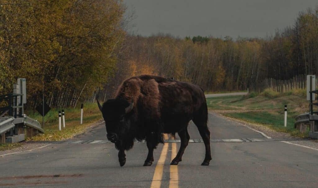 Moment de „vestul sălbatic“ în Polonia. O turmă uriașă de zimbri a blocat traficul pe o șosea / video
