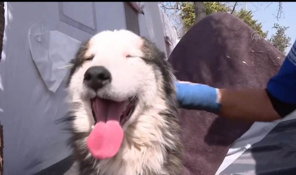 El este Alex, câinele salvat de sub dărâmături la 23 de zile de la cutremurele devastatoare din Turcia – VIDEO în articol