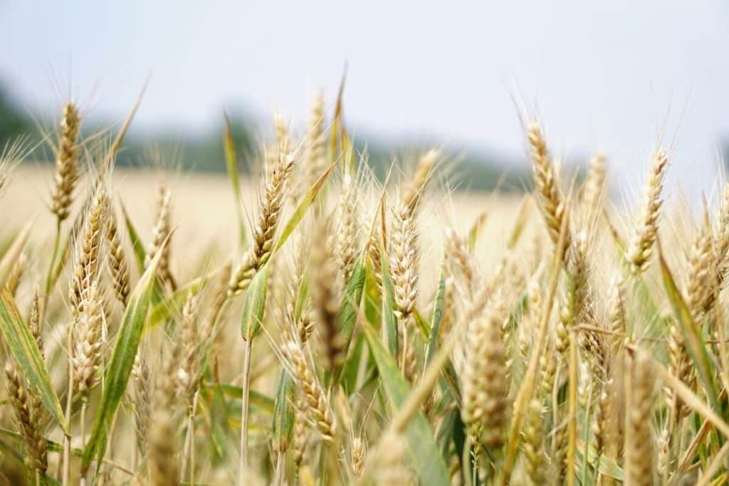 Rusia este de acord să prelungească acordul de cereale la Marea Neagră, în ciuda sancțiunilor