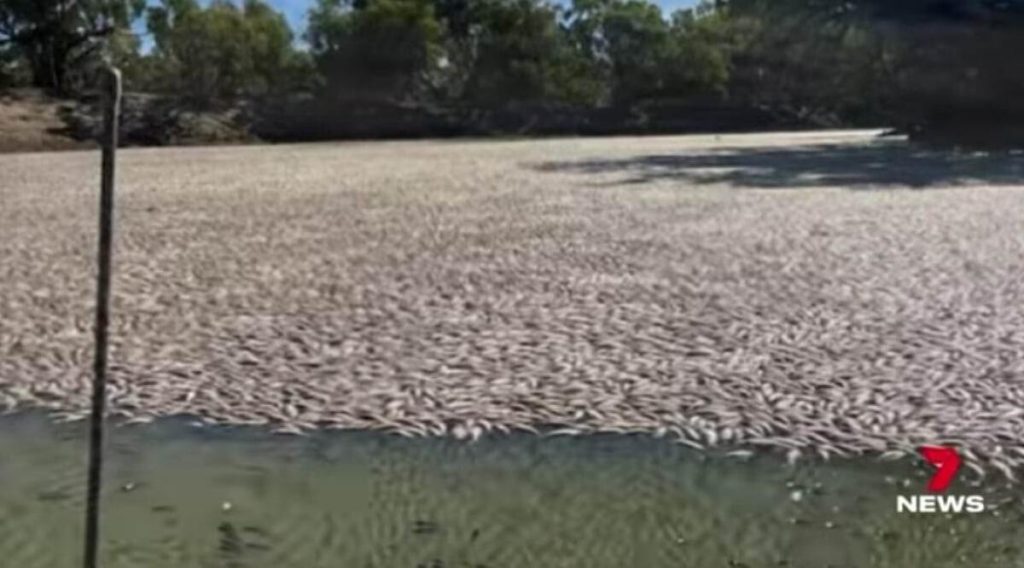 Milioane de pești morți plutesc pe un fluviu din Australia. „Este cu adevărat oribil” – Video