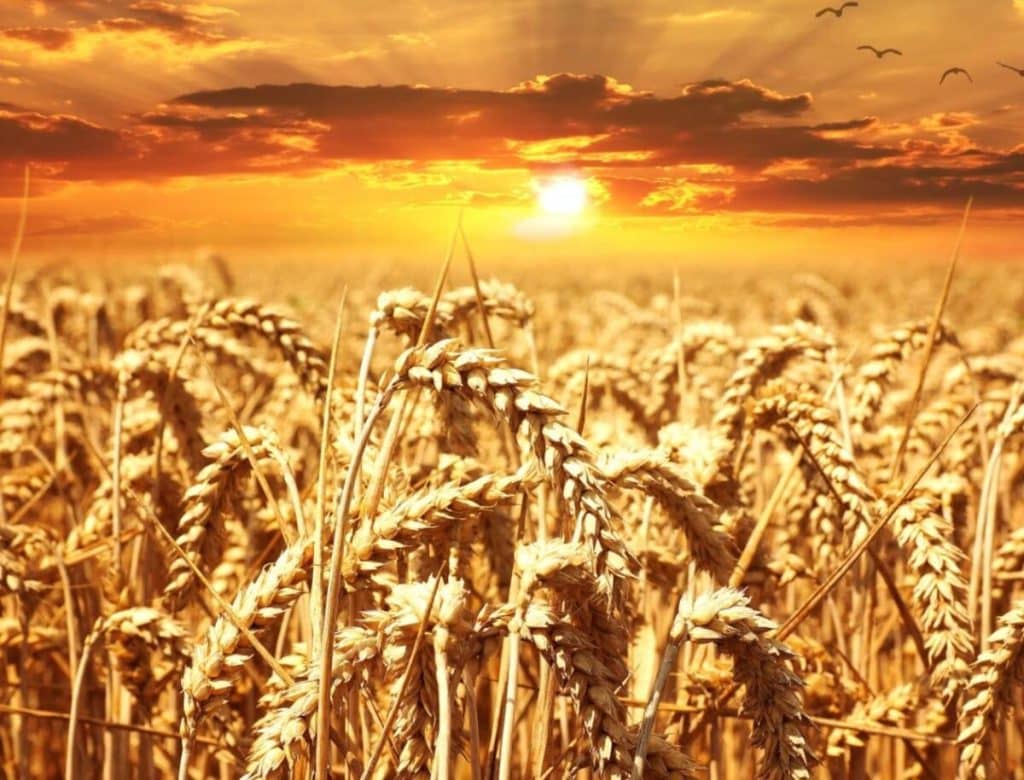 Noi controverse cu cerealele ucrainene. UE, deranjată de deciziile Poloniei și Ungariei