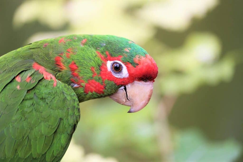 Papagalii de la o grădină zoologică au fost izolați, după ce au început să înjure vizitatorii / video