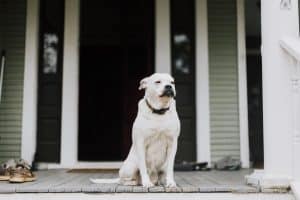 Un şofer din SUA a avut o idee nebună pentru a scăpa de amendă. A făcut schimb de locuri cu… câinele