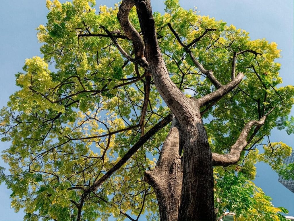 Copac din Sierra Leone, vechi de sute de ani, doborât de o furtună puternică. Avea 70 de metri înălțime / Foto în articol