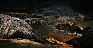 O femelă crocodil a rămas însărcinată cu ea însăși – primul caz de acest fel al speciei