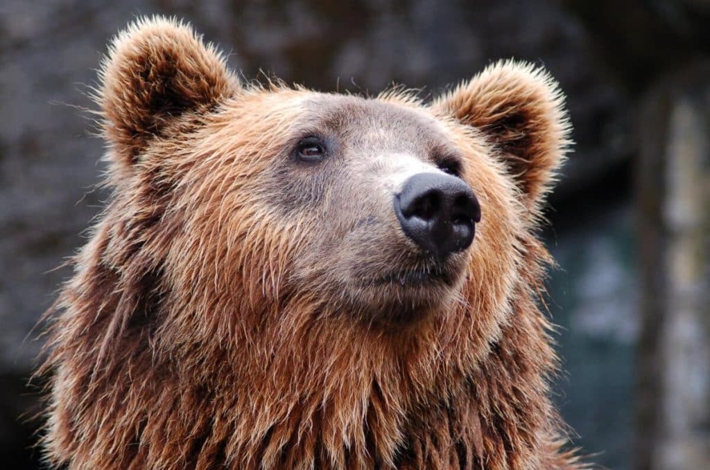 Tanzcos Barna a mărit cotele de vânătoare ale ursului brun, chiar în ultima zi la Ministerul Mediului