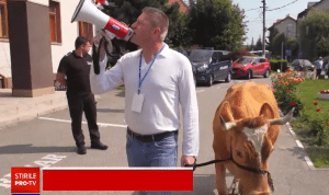 Protest la Codlea. Crescătorii de animale și-au dus vacile să pască pe spațiul verde din fața primăriei – 60m.ro
