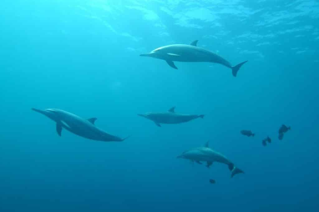 Rusia ar folosi delfini-spion în Marea Neagră