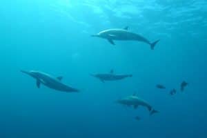 Rusia ar folosi delfini-spion în Marea Neagră