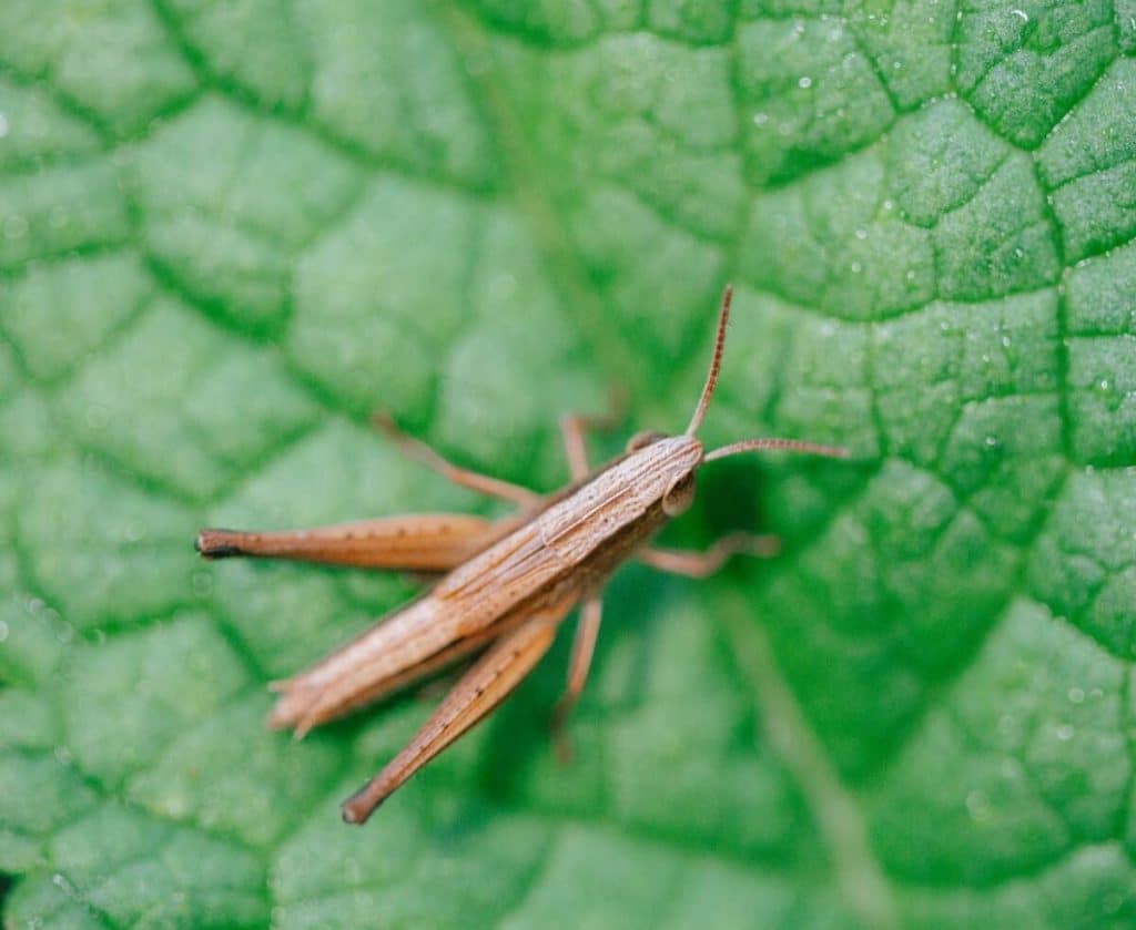 Cum este privită făina de greieri în Italia, țara care se opune cel mai mult consumului de insecte. A ajuns deja în unele restaurante
