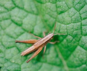 Cum este privită făina de greieri în Italia, țara care se opune cel mai mult consumului de insecte. A ajuns deja în unele restaurante
