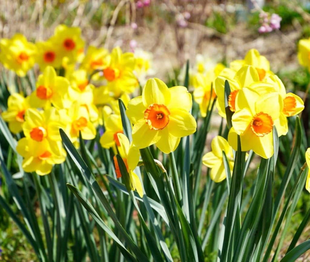 Narcisele galbene ar putea reduce emisiile de metan ale vacilor cu 30%