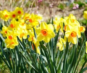 Narcisele galbene ar putea reduce emisiile de metan ale vacilor cu 30%