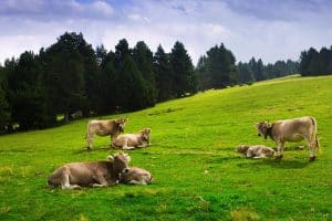 Vaca, în categoria emisiilor industriale. Carmen Avram atrage atenția asupra „problemei de logică”: Până acum, ce ai făcut, în ultimii 60 de ani? Nu ai ştiut?