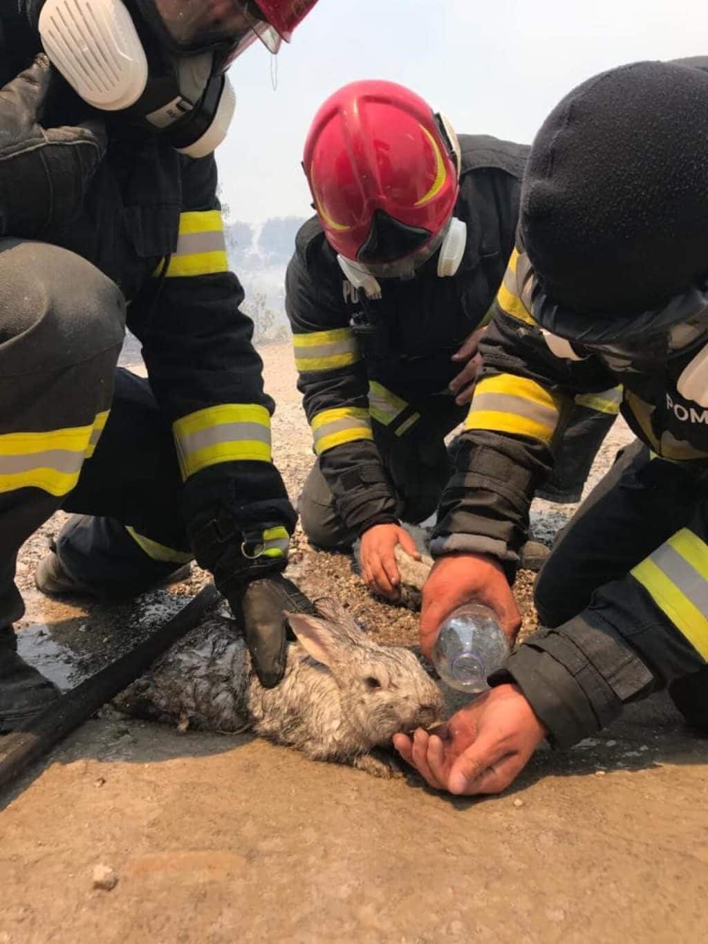 Cum au salvat pompierii români mai mulți iepuri și o pisică din incendiile devastatoare din insula Rodos, Grecia / Imagini virale – Update