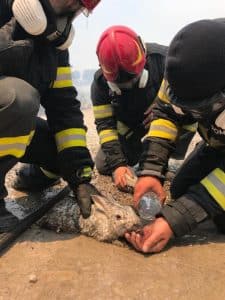 Cum au salvat pompierii români mai mulți iepuri și o pisică din incendiile devastatoare din insula Rodos, Grecia / Imagini virale – Update
