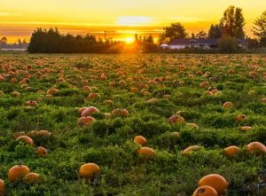 Microsoft a cumpărat cu 76 mil. dolari un teren evaluat la 174.200 dolari la începutul anului