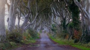 Copacii celebri din serialul ”Game of Thrones” sunt în pericol. Un activist de mediu avertizează cu dispariția copacilor – VIDEO