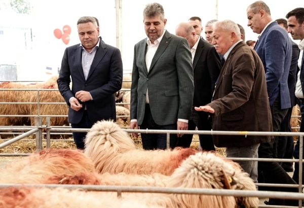 Cornel Nistorescu: „Cu tripleta Ciolacu, Barbu şi Boloş, orice fermă, de la găini la bivoliţe, ar da faliment la prima încercare” – 60m.ro