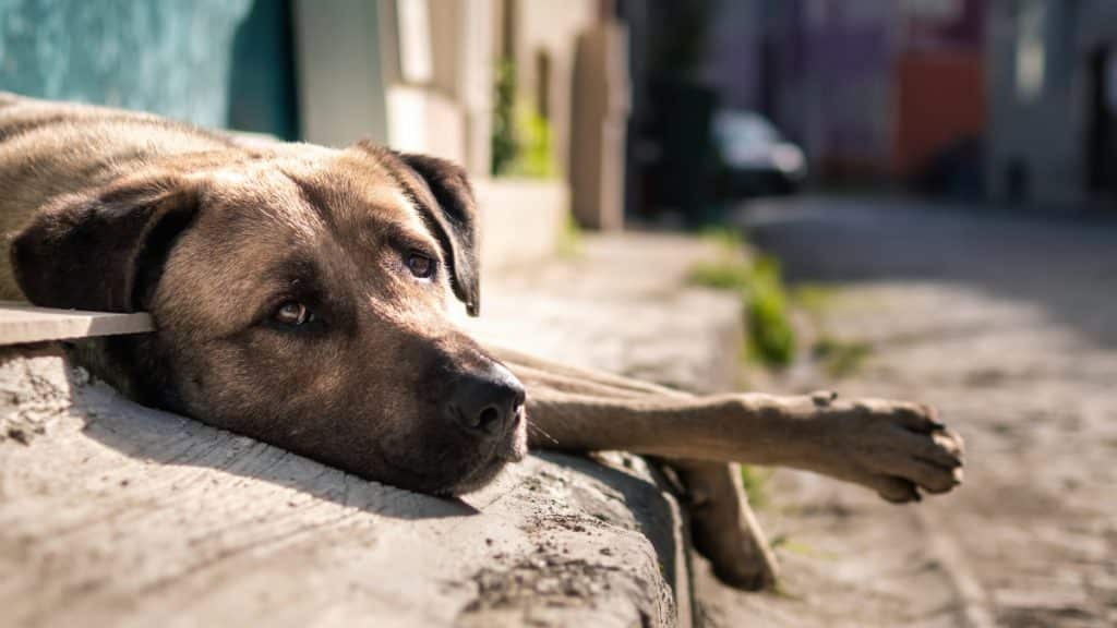 Adoptarea unui câine abandonat, recompensată cu ”o binemeritată reducere a taxelor locale”