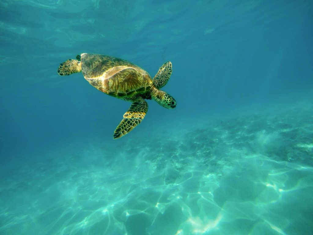 Sute de pui de ţestoase marine au fost eliberaţi în Nicaragua