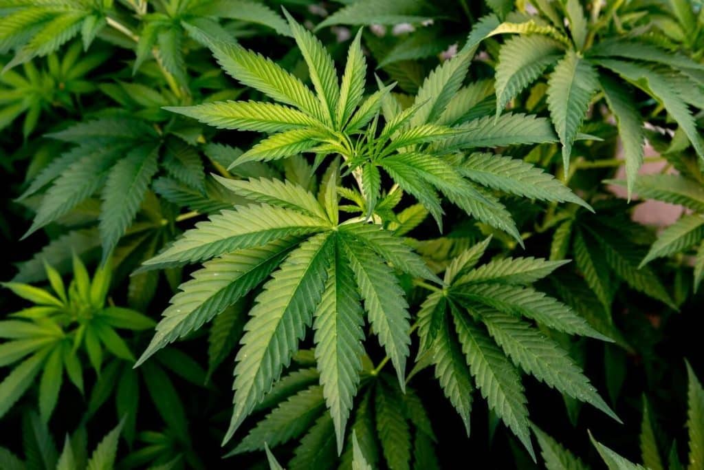 Germania legalizează canabisul: Peste 4 milioane de consumatori ar exista acolo. Inclusiv cultivarea plantei urmează să fie permisă