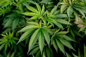 Germania legalizează canabisul: Peste 4 milioane de consumatori ar exista acolo. Inclusiv cultivarea plantei urmează să fie permisă