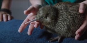 Premieră în Noua Zeelandă. A fost deschis un spital dedicat în exclusivitate păsărilor kiwi