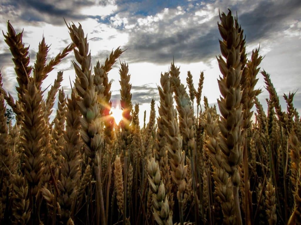 S-a aflat ce se întâmplă cu cerealele din Ucraina – ONU