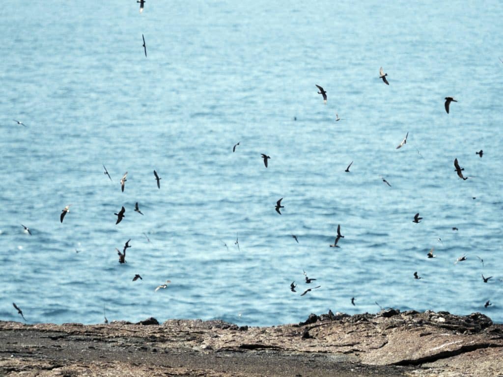 Imagini apocaliptice în Franța. Sute de păsări au fost găsite moarte pe plajă