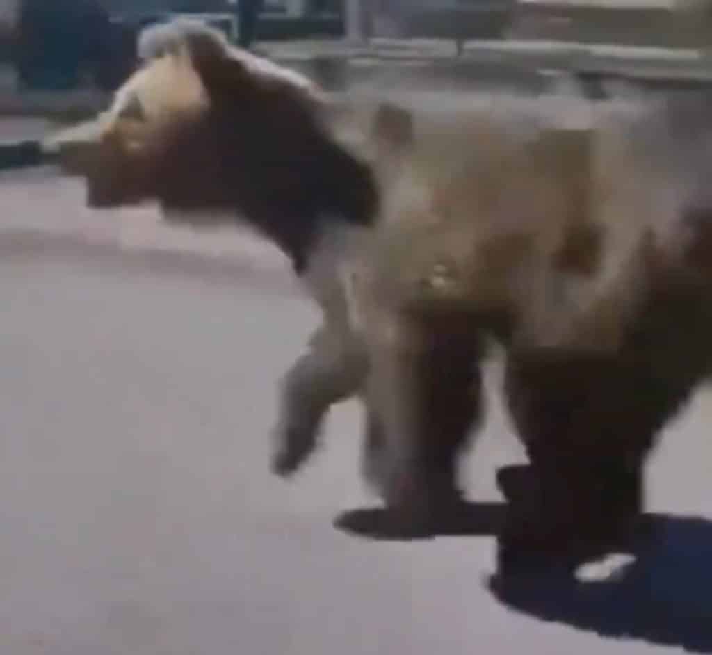 Un urs a fost filmat în timp ce gonea pe străzile din Slovacia. Două persoane au fost atacate – VIDEO