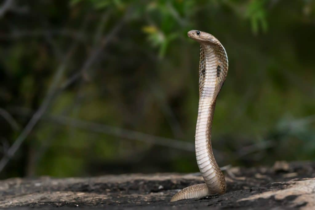 Tinerii au început să se drogheze cu venin de cobra, pentru că starea de extaz durează mai multe zile
