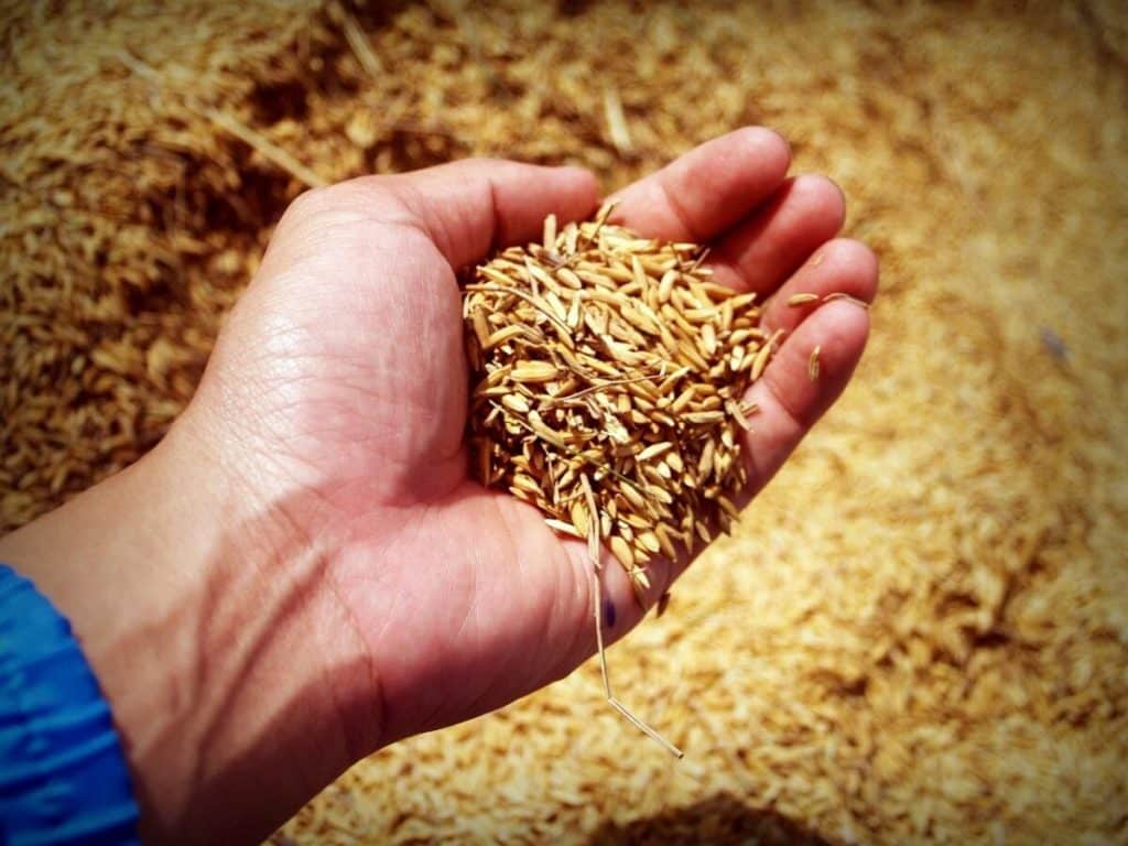 Exporturile de cereale ale Ucrainei către UE „au revenit la nivelurile din 2022”