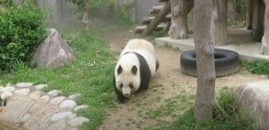 Cel mai bătrân panda uriaș din Japonia a murit. Ce vârstă avea Tan Tan