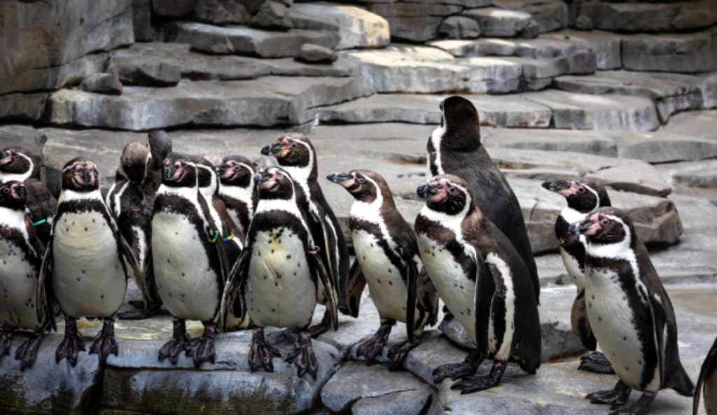 Sute de pinguini Adelie, morți în Antarctica. Oamenii de știință investigează situația