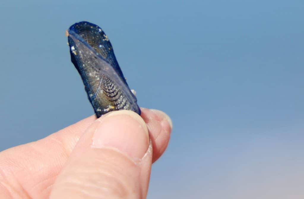 Mici, albastre și misterioase. Creaturile „extraterestre” care acoperă plajele din SUA