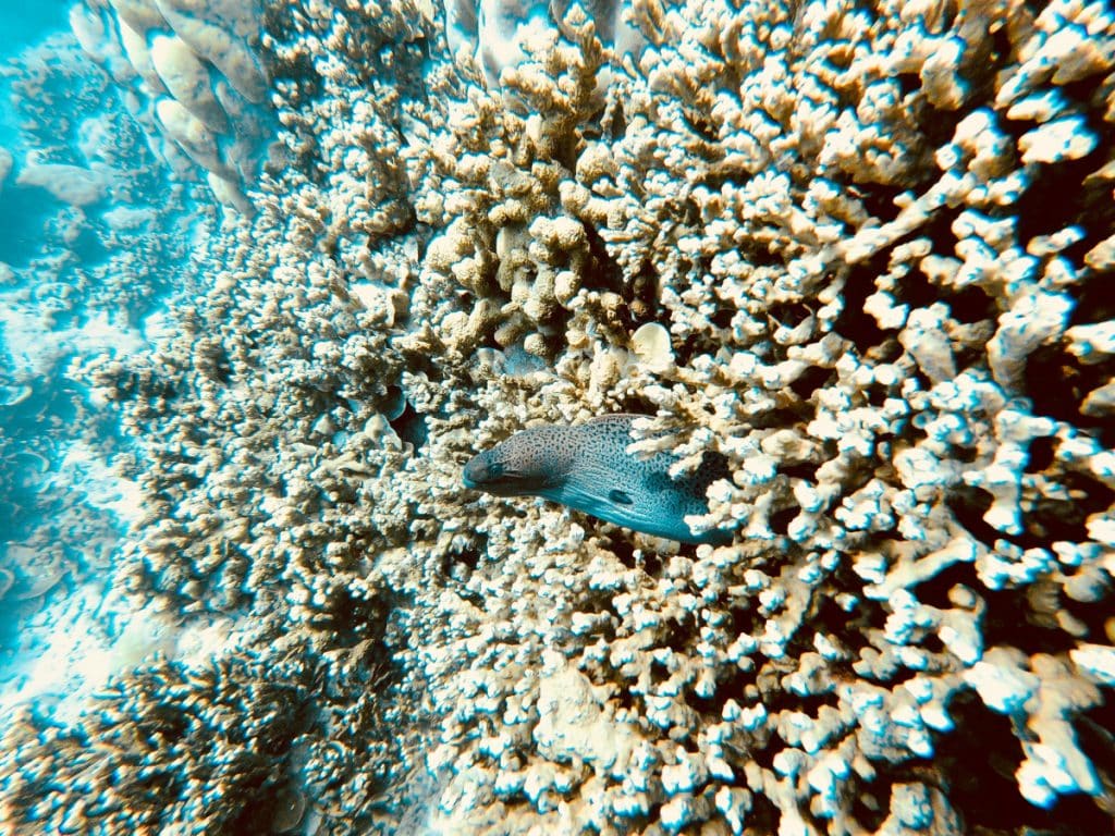 Recifele de corali din întreaga lume, vizate de un fenomen de albire în masă. Avertismentul experților