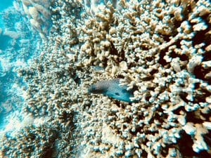 Recifele de corali din întreaga lume, vizate de un fenomen de albire în masă. Avertismentul experților