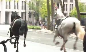 Panică în Londra. Mai mulți cai de cavalerie au fugit liberi pe străzi – VIDEO